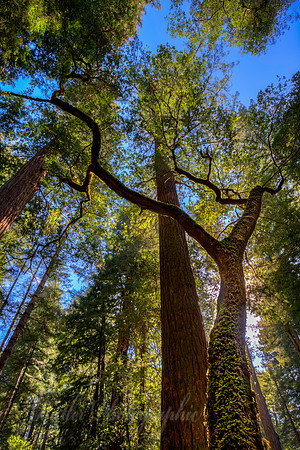 Big Basin Redwoods #1