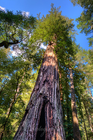 Big Basin Redwoods #2