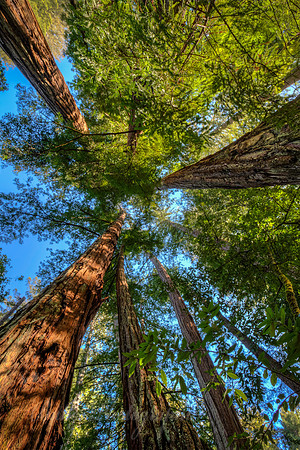 Big Basin Redwoods #3