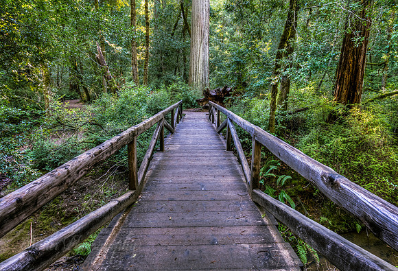 Big Basin Redwoods #5