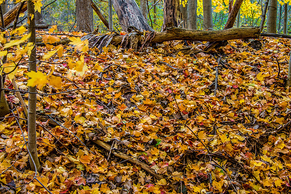 Carpet of Leaves