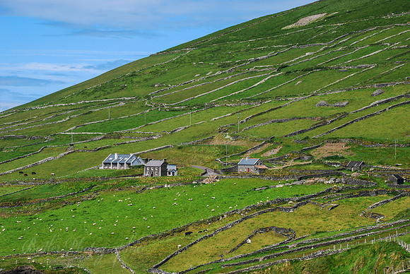 Hills & Fences of Dingle Peninsula - Ireland