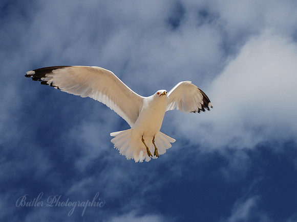 If I Could Ony Fly