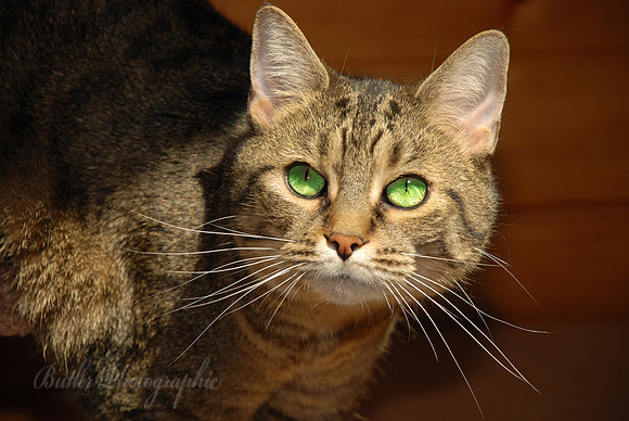 Look Into My Eyes