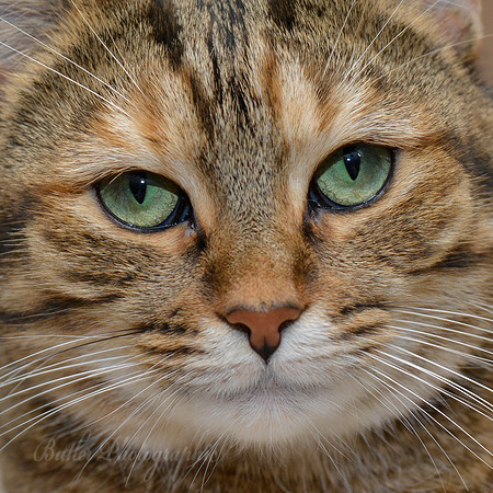 Sleepy Eyes