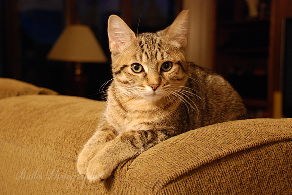 Couch Potato Lookout