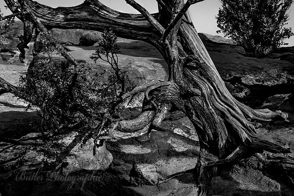 Old Man Tree