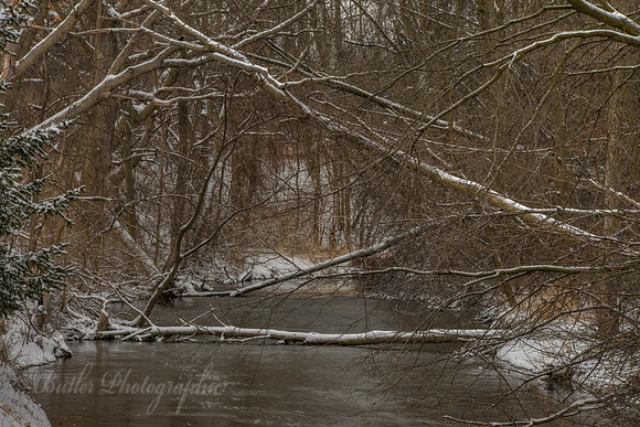 Creek in the Woodland