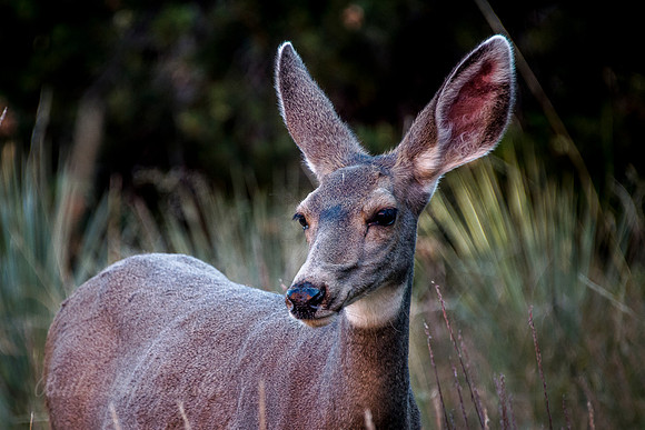 Mule Deer