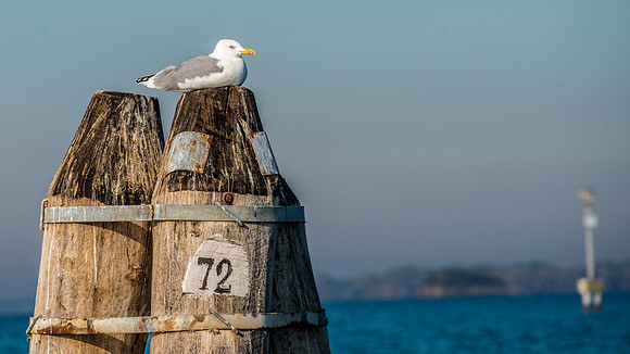 Gull Watch