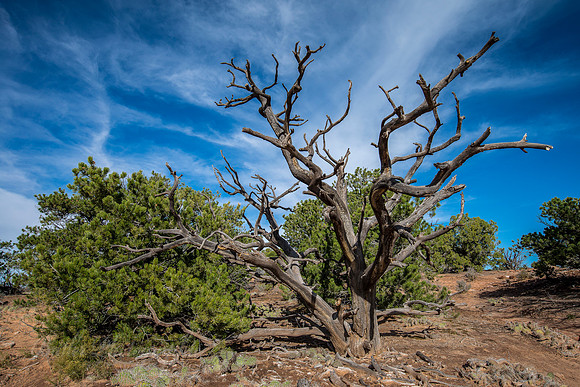 Mesa Arch Trail Decor
