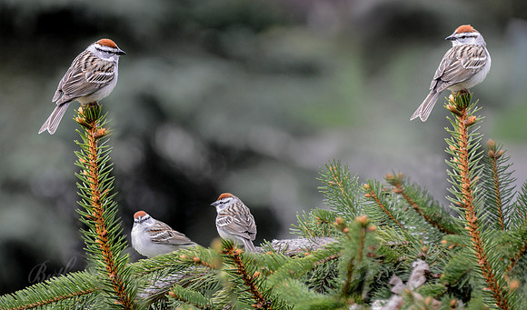 Chipping Sparrows #5