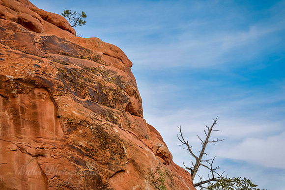 Lone Tree