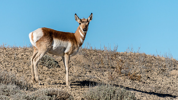 Pronghorn Antelope
