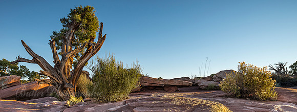 Vegatation & Rocks