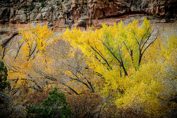 Fall Splendor
