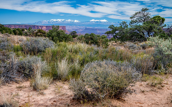 Shafer Canyon & La Sal Mountains