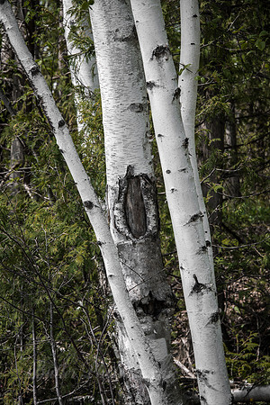 Roadside Birch