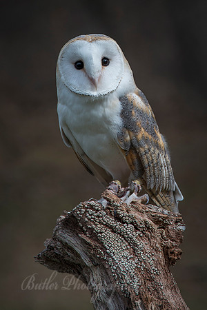 Barn Owl