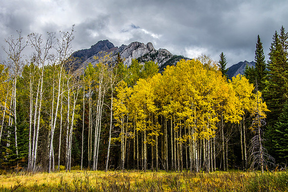 Meadow of Yellow