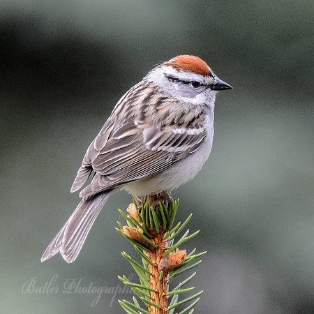 Chipping Sparrow #3