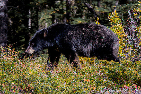 Black Bear