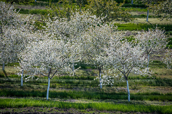 Cherry Trees on Old Mission