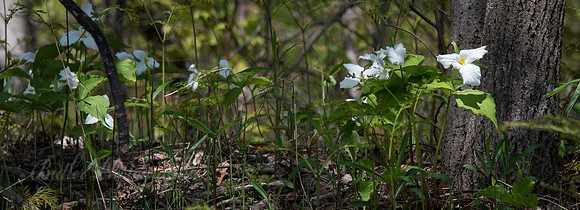 Woodland Flowers