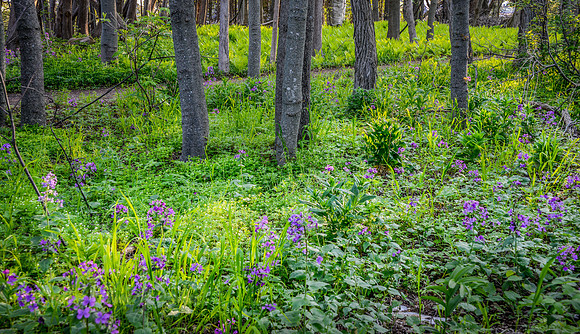 Woods of Leland