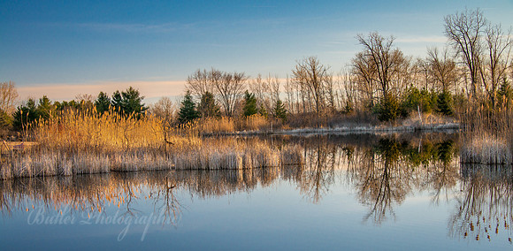 Lighting of the Cattails