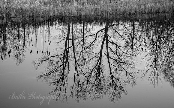 Reflections of James Pond