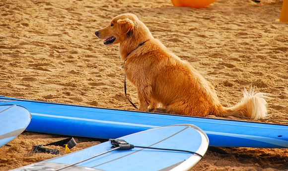 Surf Dog