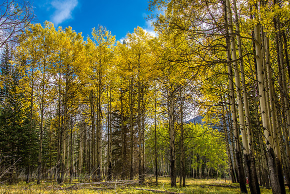 Banff Meadow - Aspen Yellow #1
