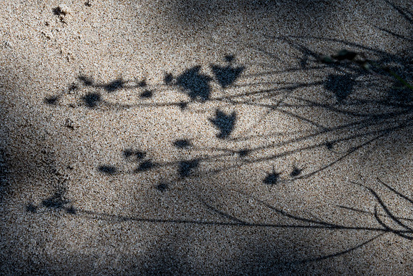Shadows in the Sand