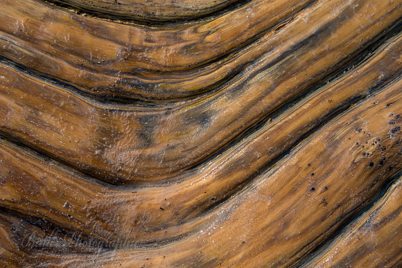 Art full Driftwood - Lake Michigan