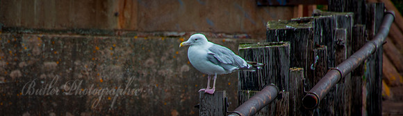 Fence Percher