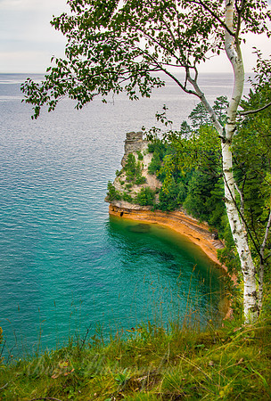 Birch Tree and the Castle