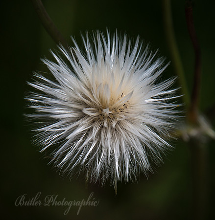 Burst of White