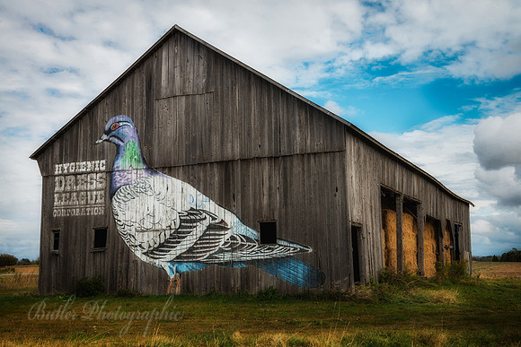 The Pigeon