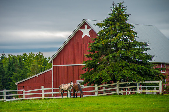 Pure Pasture
