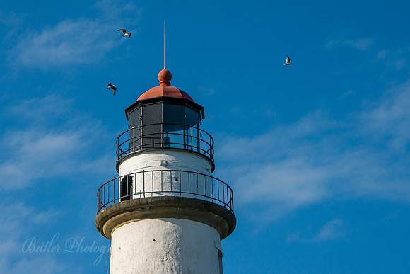 Point Aux Barques Gulls
