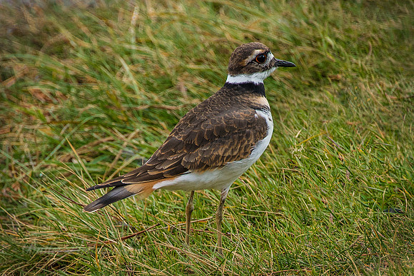 Killdeer of Two Jack Lake