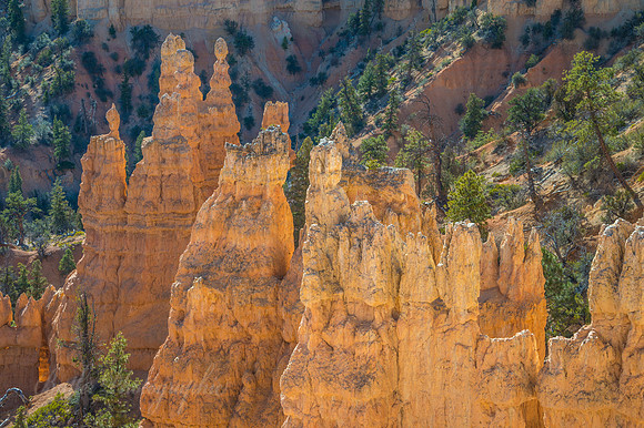Morning Hoodoos of Bryce