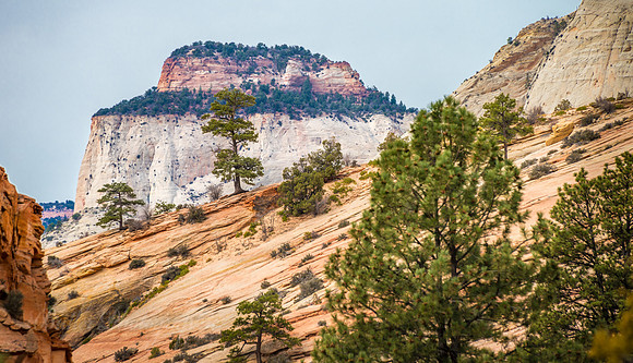 Checkerboard Mesa - Zion National Park