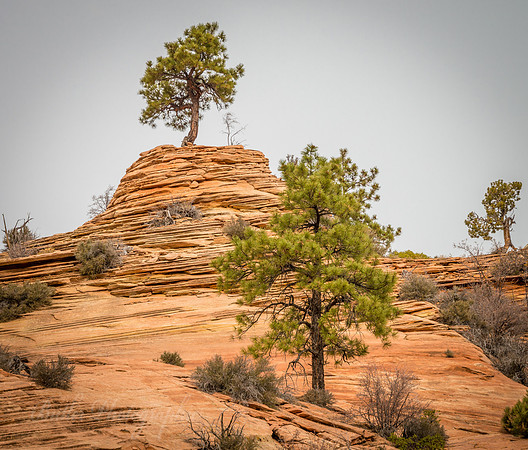 Lone Tree