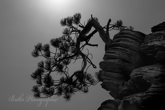 Lone Pine Shadow