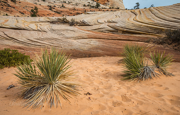 Sand & Stone - Zion National Park