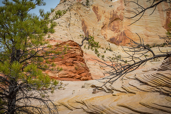 Backside of the Lone Pine - Zion National Park