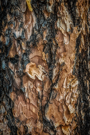 Ponderosa Pine Bark - Zion National Park