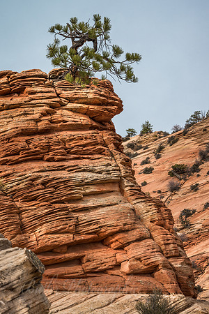 Lone Pine Portrait - Zion National Park